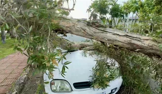 倒塌白千层倒在轿车引擎盖上，砸毁挡风玻璃。（民眾提供／杨静茹南投传真）