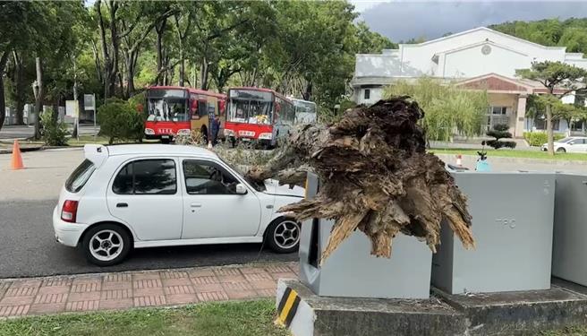 国发会中兴新村活化专案办公室表示，主要是连日降雨，造成白千层承受不住重量才倒塌。（民眾提供／杨静茹南投传真）