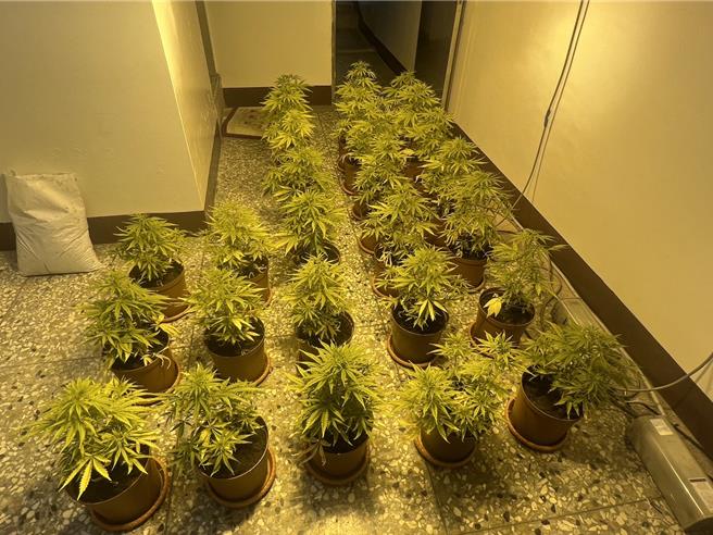 和美鎮1棟透天厝淪為大麻種植場，透天厝樓上擺滿大麻植株及栽種工具，警方在現場查獲大小大麻植株共51株。（警方提供／葉靜美彰化傳真）