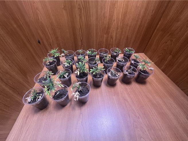 和美鎮1棟透天厝淪為大麻種植場，連一旁的衣櫃也成為大麻幼苗培植場，警方在現場查獲大小大麻植株共51株。（警方提供／葉靜美彰化傳真）