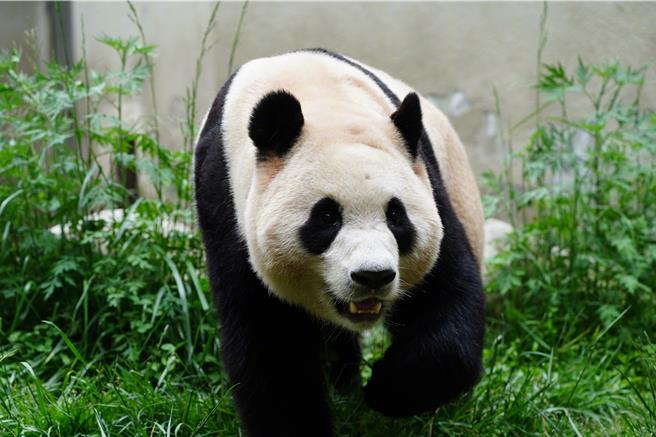 旅韓返川大貓熊福寶，大陸正式亮相。（人民網）