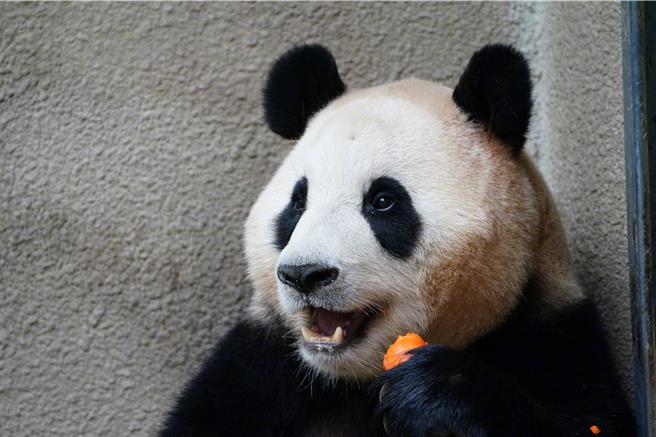 旅韓返川大貓熊福寶，大陸正式亮相。（人民網）