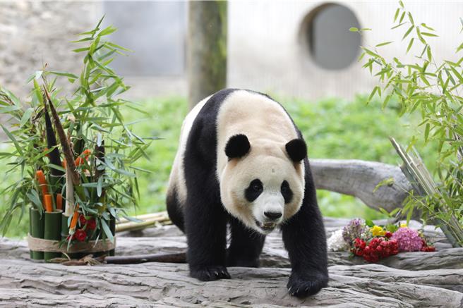 旅韓返川大貓熊福寶，大陸正式亮相。（新華社）