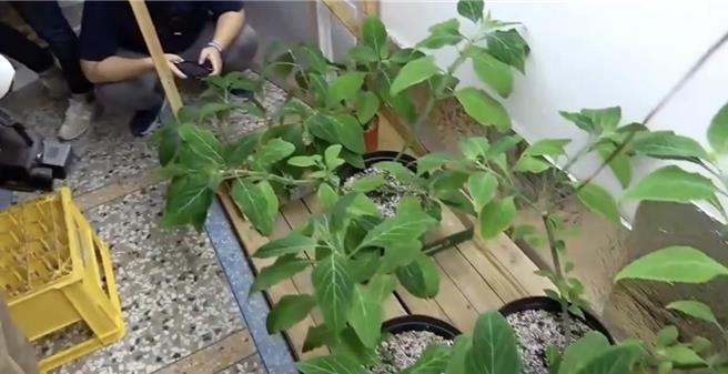警方入內搜索發現28盆墨西哥鼠尾草。（翻攝照片／洪靖宜高雄傳真）