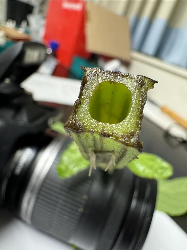 墨西哥鼠尾草經為方形空心。（翻攝照片／洪靖宜高雄傳真）