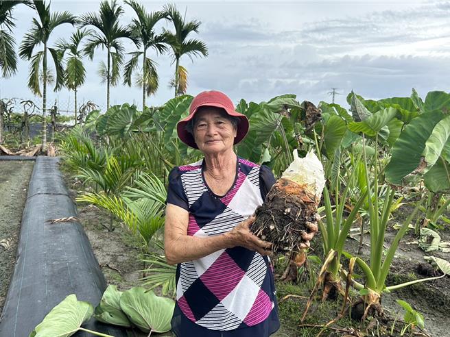 屏東縣九如鄉77歲劉潘秀蘭用「愛」種芋頭，在芋頭減產近一半的今年，種出重達8台斤、有如炮彈的大芋頭。（謝佳潾攝）