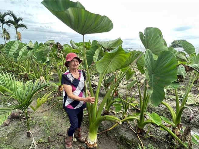 屏東縣九如鄉77歲劉潘秀蘭用「愛」種芋頭，在芋頭減產近一半的今年，種出重達8台斤、有如炮彈的大芋頭。（謝佳潾攝）