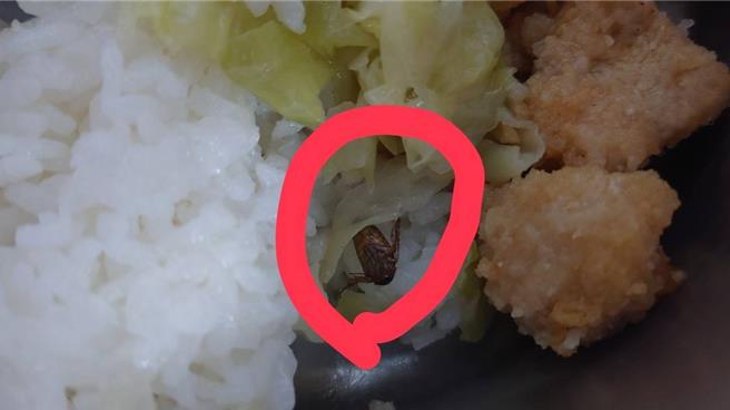 台北市某国小学生11日打菜用餐时，发现餐盒内有蟑螂，校方表示已要求厂商全面停止供餐一周。（民眾提供／刘玮晴台北传真)