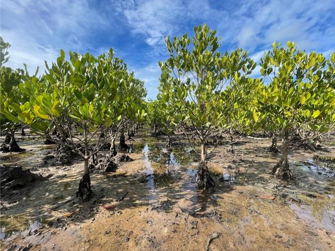 繼去年12月上架的碳權，碳交所將於13日上架移除類藍碳，供企業下單購買。（圖／碳交所提供）