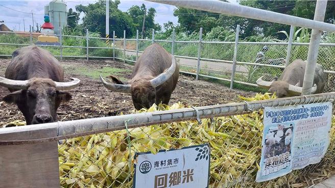 雲林縣土庫鎮水牛安養中心飼養3頭水牛，最近有農民送來玉米葉作為水牛飼料，12日中心負責人林家良表示水牛吃玉米葉可幫助農民處理農產廢棄物，一舉兩得。（林家良提供／張朝欣雲林傳真）