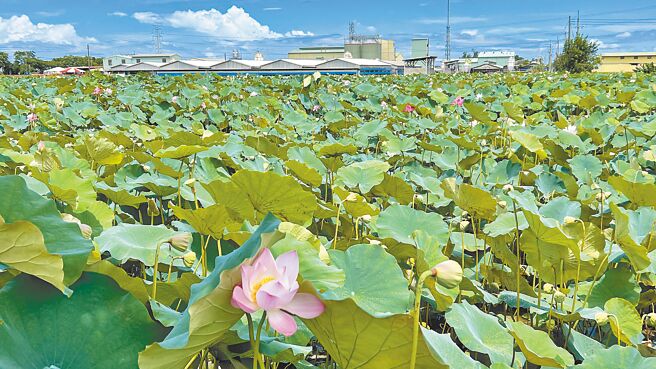 台南市白河区是莲花故乡，也是全台最大的莲子、莲藕产地，花谢后约21天可採收莲子，今年疑受气候影响，产量不甚理想。（张毓翎摄）