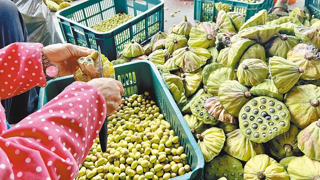 台南市白河区是莲花故乡，也是全台最大的莲子、莲藕产地，花谢后约21天可採收莲子，今年疑受气候影响，产量不甚理想。（张毓翎摄）