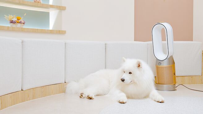 因甲醛分子較多沉積於離地近1公尺處，寵物較容易暴露在甲醛的環境，Dyson空氣清淨機內建固態甲醛感應器，可消滅有毒甲醛分子。（Dyson提供）