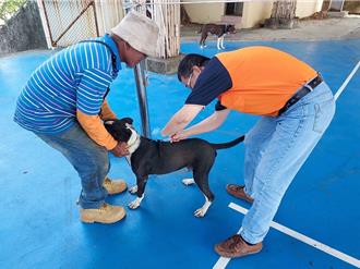 事隔7年恆春再現狂犬病白鼻心 未注射疫苗最高恐罰15萬