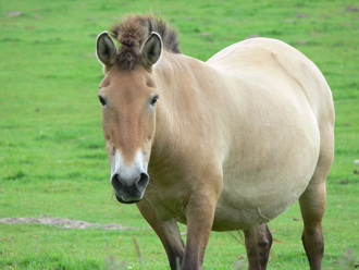 塞外旅遊抽中純種蒙古馬 男當場臉僵 業者1舉動他笑納