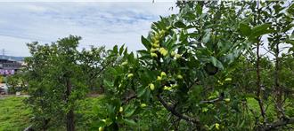 苗栗縣長勘查公館鄉紅棗受損 全力協助爭取災害救助金