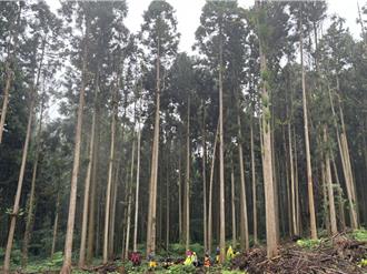 溪頭意外！老公上完廁所失蹤    婦急報案發現陳屍步道邊坡