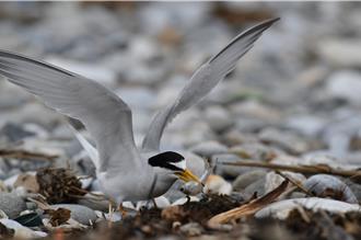花莲保育类小燕鸥进入繁殖季 立雾溪河口禁止人车进入