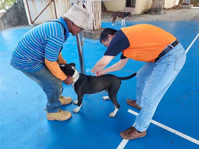 屏縣府動物防疫提醒飼主若未替飼養犬貓完成狂犬病疫苗注射，依動物傳染病防治條例最高可處15萬元罰鍰。（屏縣府提供／謝佳潾屏東傳真）