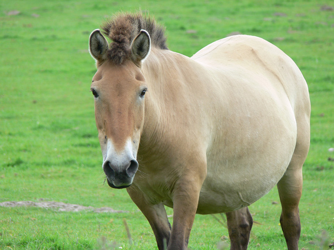 男子前往内蒙古旅游时，幸运抽中一匹马。(图:shutterstock/达志)