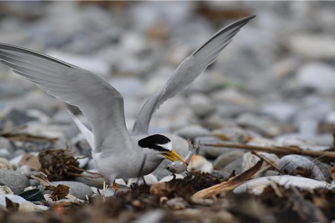 小燕鷗是台灣夏候鳥，圖為覓食中的小燕鷗。（朱何宗提供／王志偉花蓮傳真）