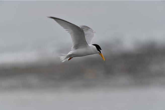 小燕鷗是台灣夏侯鳥，體型嬌小，辨認度極高。（朱何宗提供／王志偉花蓮傳真）