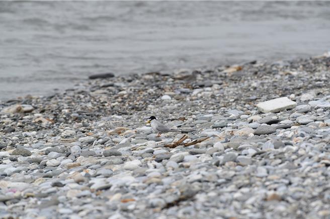 小燕鷗每年4到8月會倒立霧溪下蛋繁殖。（朱何宗提供／王志偉花蓮傳真）