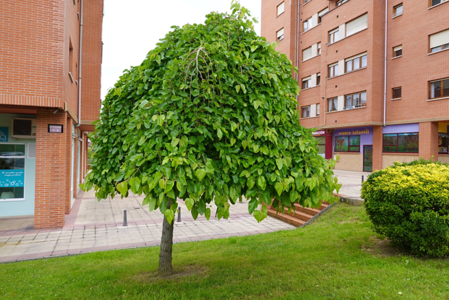 在传统文化里，桑树谐音「丧」，被视为不吉利的象徵，通常不会被种植在家门口。（示意图：shutterstock／达志）
