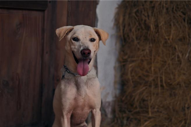 狗狗平阳在片中是不可或缺的要角。（车库娱乐提供）