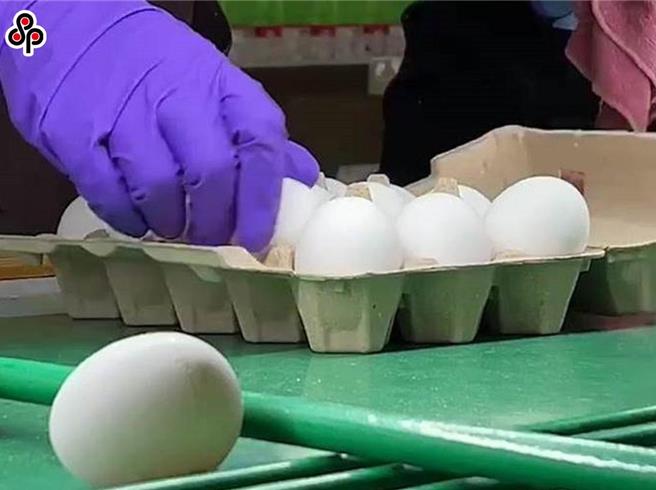 近日受到雞蛋生產過剩等原因，蛋價迅速回跌至近2年新低，產地價每台斤僅剩27.5元。（報系資料照）