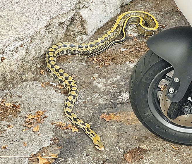 台中市第一警分局民权派出所日前接获民眾报案，在西区闹区街口的超商旁出现蛇踪，警员火速到场，并通知119转派农业局协助捕捉，人蛇对峙交战20多分钟，农业局委托厂商到场成功捕获一条长约2米的「黑眉锦蛇」，解除「蛇蛇危机」。（警方提供／陈淑芬台中传真）