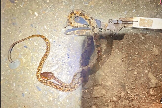 南投县名间乡有民眾持园艺大剪刀从洗衣机底部捞出一条毒蛇「龟壳花」，该蛇朝黄姓妇人的右脚踝咬了一口。（南投医院提供／杨静茹南投传真）