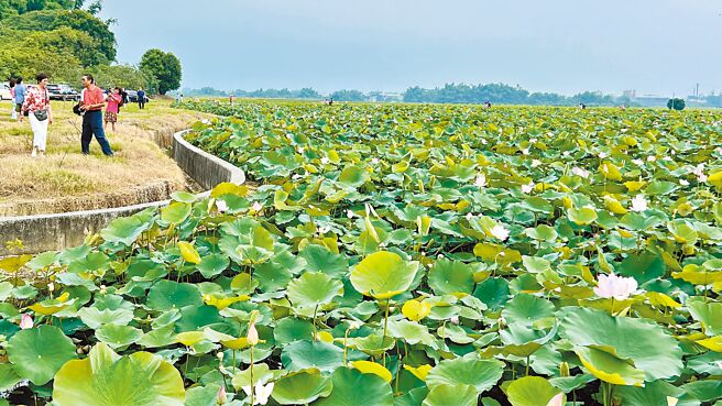 台南首办农渔地景艺术节，首场于15日下午4点在白河马稠后关帝厅登场。图为马稠后关帝厅旁的莲田景观。（张毓翎摄）