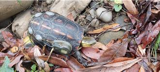 台灣原生種食蛇龜、柴棺龜瀕危 南投雲林20農友攜手保育