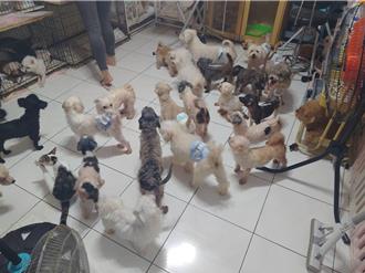 板橋公寓違法養81隻犬貓 飼主自稱「中途之家」遭重罰28萬