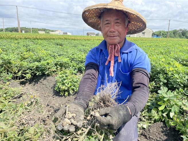 云林县近2周来雨势不断，导致即将可採收的花生泡水，包括北港镇、元长乡陆续传出灾损。（周丽兰摄）