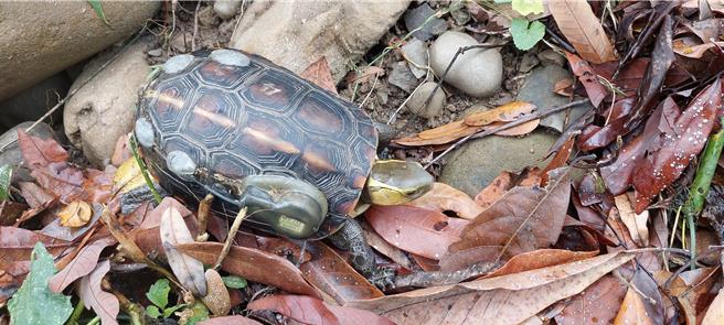 食蛇龟的龟壳繫上发报器后野放，了解食蛇龟的活动模式及野外适应情况。（林保署南投分署提供／杨静茹南投传真）