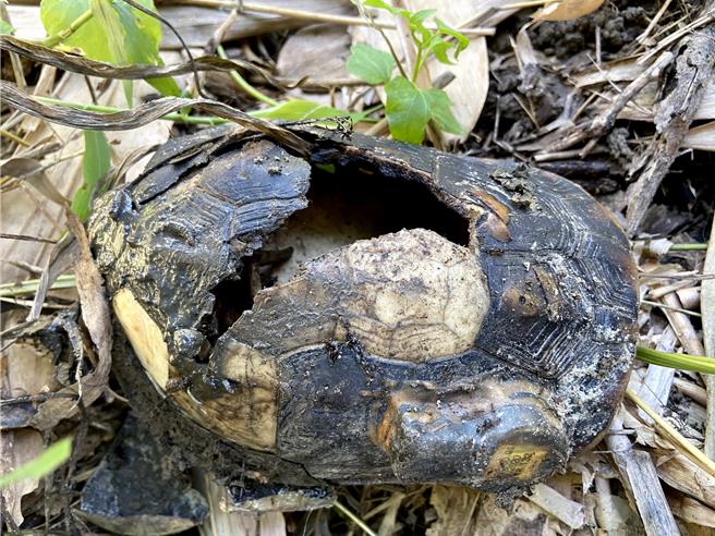 野外食蛇龟遭刀片式割草机误击，造成龟壳破裂。（生物多样性研究所提供／杨静茹南投传真）