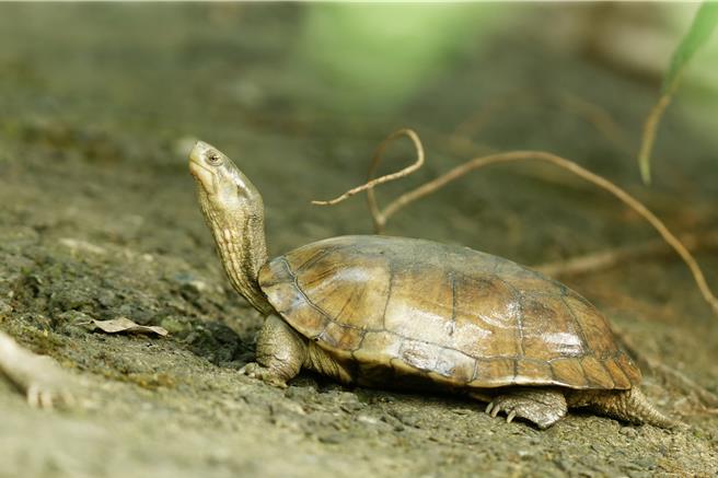 柴棺龟喜欢在埤圳水田边活动，能清除动物死尸、蚊蝇幼虫与外来种螺类。（生物多样性研究所提供／杨静茹南投传真）