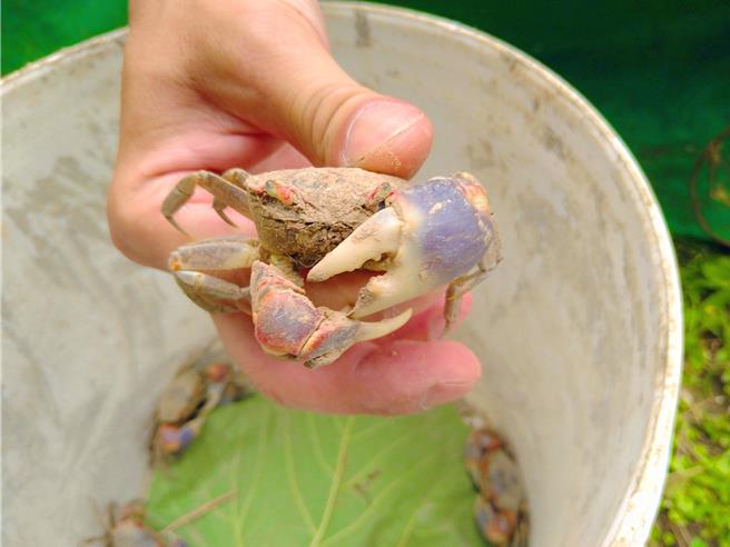 現地充滿生命力的陸蟹。（新北市高灘處提供／張鎧乙新北傳真）