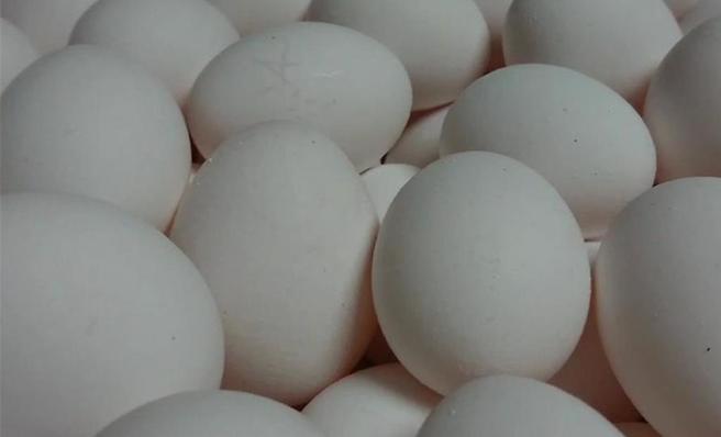 台北市教育局与台北农产运销公司合作，提供国中小俗称友善蛋的「非笼饲鸡蛋」，目前初步规画第一阶段18日率先供应国小生「每餐每人1颗友善蛋」。（本报资料照片）