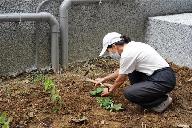 苗栗縣三義慈濟中醫院13日首次舉辦器官捐贈宣導，由大家一同栽下左手香。（慈濟苗栗園區提供／謝明俊苗栗傳真）