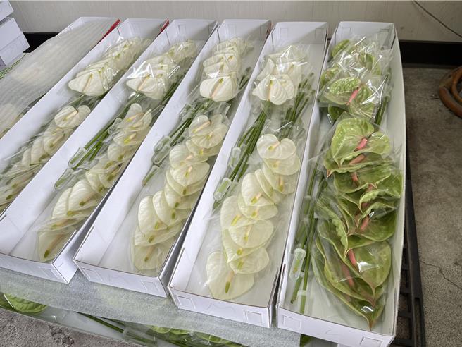 陈姓花农将火鹤切花装盒，准备运销到日本。（宝智华摄）