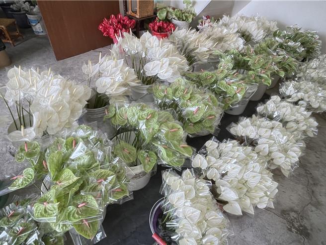 白天使、绿天使大集合，让人赏心悦目。（宝智华摄）