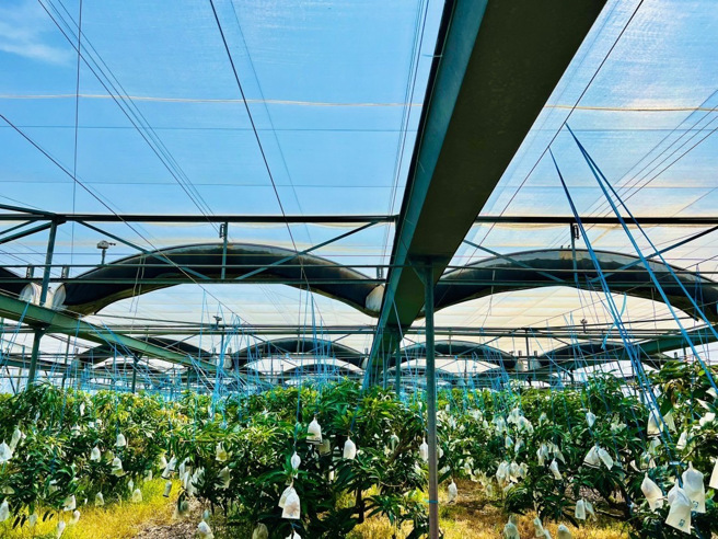 屏東果農運用龍蝦殼萃取出甲殼素和鈣質，精準控制生長條件，栽培出龍蝦芒果。(戴志揚翻攝)