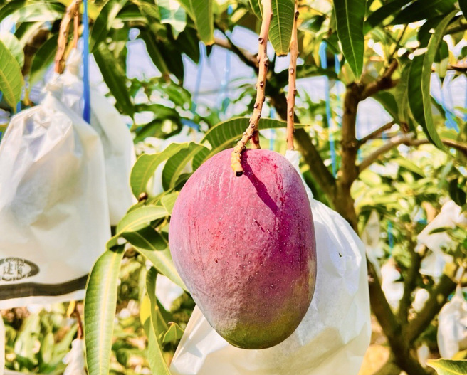 龍蝦芒果為愛文芒果改良品種，甜度更高，濃郁香甜。(戴志揚翻攝)