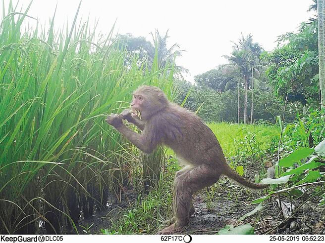 台東縣成功鎮都歷部落友善耕作農田執行生態監測，記錄台灣獼猴正在吃稻子。（林業保育署台東分署提供／蔡旻妤台東傳真）