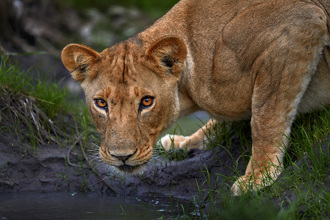 開車深入獅群 母獅突「用嘴開車門」遊客嚇瘋尖叫