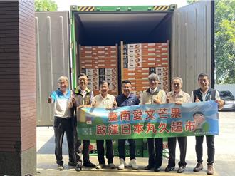 台南10.5噸愛文芒果外銷日本 15日封櫃出航