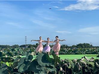 台南首場農漁地景藝術節 舞者在蓮田上跳芭蕾